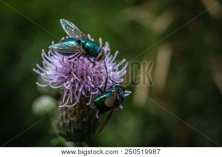 A Macro, Close Up Photo Of A Fly Resting On A Green Plant Leaf In A Garden