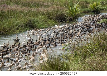 Cambodia Kampong Thom Agriculture Duck Farm