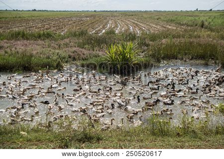 Cambodia Kampong Thom Agriculture Duck Farm
