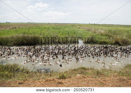 Cambodia Kampong Thom Agriculture Duck Farm