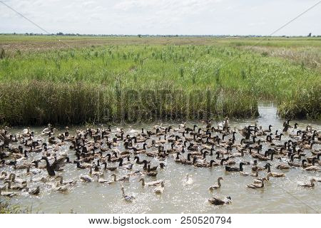 Cambodia Kampong Thom Agriculture Duck Farm