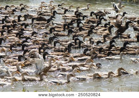 Cambodia Kampong Thom Agriculture Duck Farm