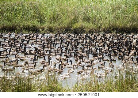 Cambodia Kampong Thom Agriculture Duck Farm