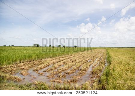 Cambodia Kampong Thom Agriculture Water Canal
