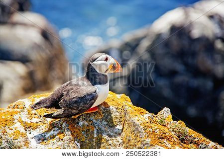 Close View Of A  Puffin On A Rock  On Sunny Day In Saltee Islands. Ireland.