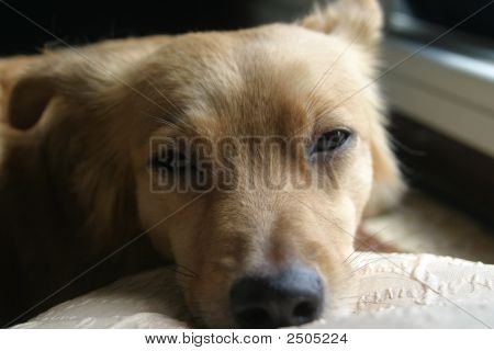 ein Hund stützte sich auf eine Tabelle
