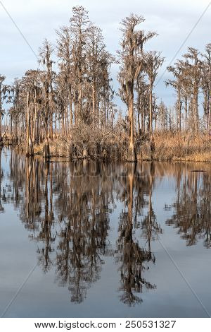 Cypress Reflections On A Southern Bayou Along The Slow Moving Suwannee River In Stephen C. Foster St