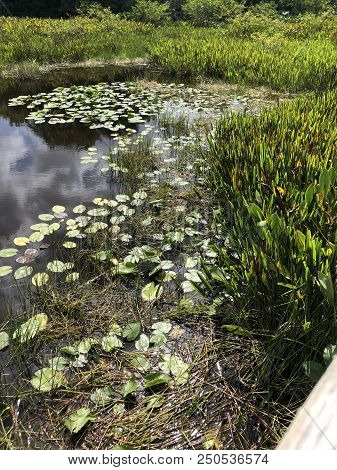 Green Plants Of The Swamps