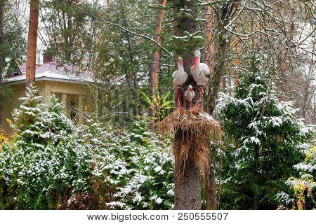 Moscow Region, Russia - October 28, 2017: Composition With A Nest Of Storks In Front Of The House. T