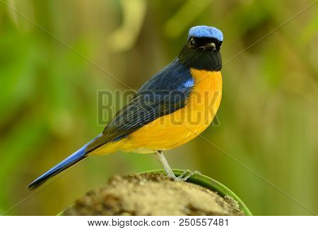 Beautiful Male Rufous-bellied Niltava (niltava Sundara) In Thai Forest