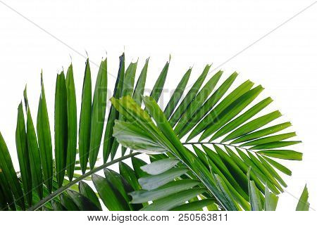 Tropical Palm Leaves On White Isolated Background For Green Foliage Backdrop
