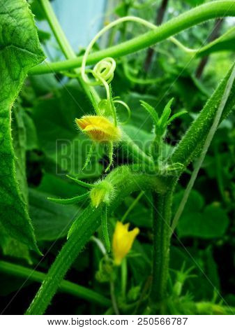 Cucumbers Blossom. Vegetable Garden. Siberian Nature. Buds, Flower Leaves Stems Earth