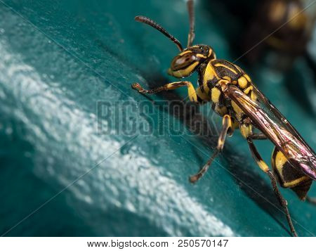 Macro Photography Of Wasp On Blue Green Metal Material
