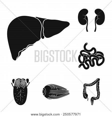 Human Organs Black Icons In Set Collection For Design. Anatomy And Internal Organs Vector Symbol Sto