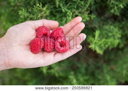 Young Caucasian Woman Girl Holds In Hand Handful Of Organic Freshly Picked Raspberries. Green Forest