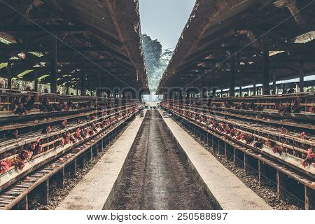 Chickens In The Cage On Chicken Farm. Chicken Eggs Farm. Bali Island.