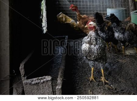 Funny Hen Among White Chicken In The Dirty Poultry Yard After The Rain.