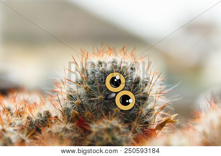 Cute Owl Chick With Large Eyes, Tilted His Head, Cactus With Eyes And Beak Collage