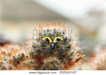 Cute Owl Chick With Large Eyes, Cactus With Eyes And Beak Collage