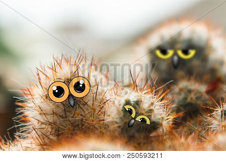 Cute Owls With Yellow Eyes, Cacti With Eyes And Beak Collage