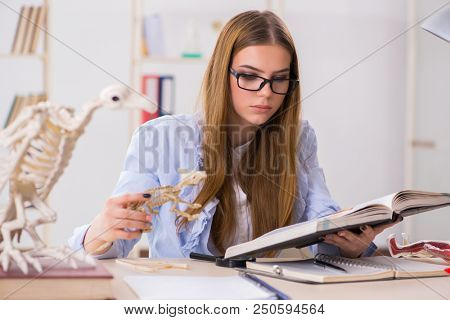 Student examining animal skeleton in classroom