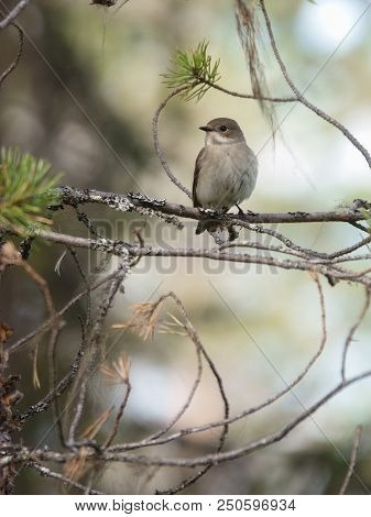 European Pied Flycatcher In The Tree In The Summer