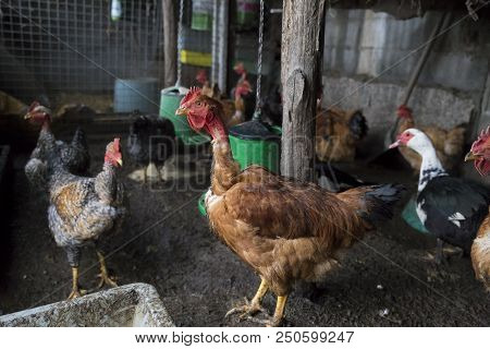 Funny Hen Among White Chicken In The Dirty Poultry Yard After The Rain.