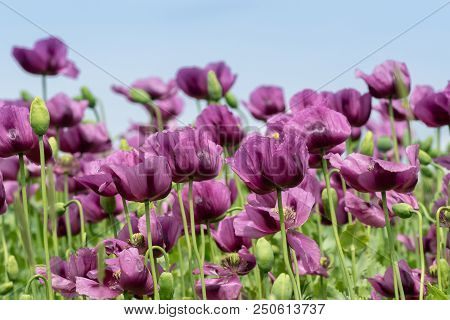Purple Poppy Blossoms In A Field. (papaver Somniferum).