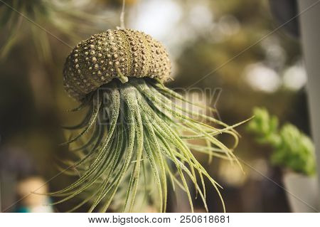 Epiphyte (Tillandsia) air plant growing out of a hollowed out sea shell hanging from a thread