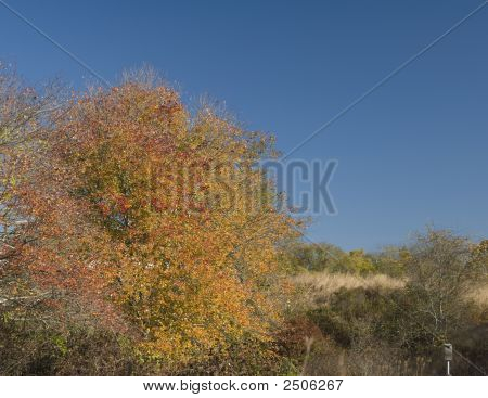 Herbstfärbung
