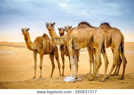 A herd of wild camels in the desert near Al Ain, UAE