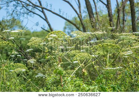 Giant Hogweed Dangerous Poisonous Plant