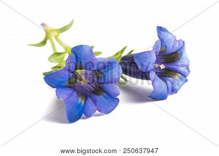 Gentian Flowers ( Gentiana Acaulis ) Isolated On White
