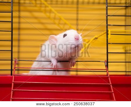 Cute Laboratory Rat Of The Dumbo Breed Looking Out Of A Cage In A Laboratory (selective Focus On The