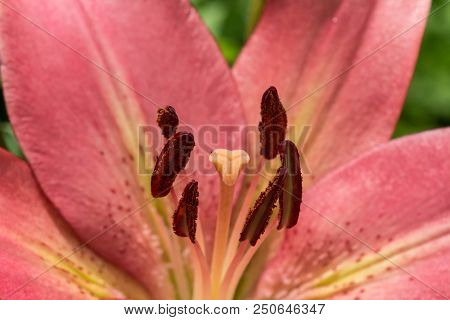 Pink Day Lily Close Up With Blurred Green Background. A Summer Day In The Garden
