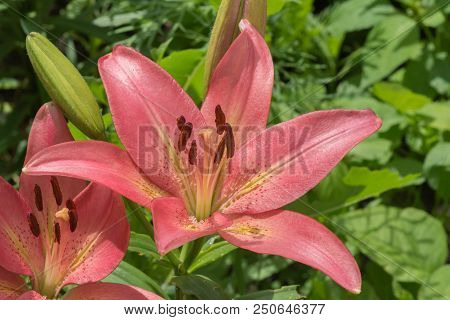 Pink Day Lily Close Up With Blurred Green Background. A Summer Day In The Garden