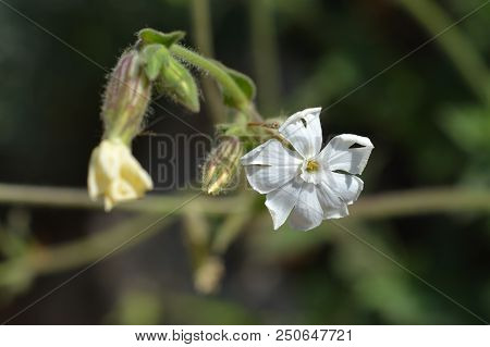 White Campion Flower - Latin Name - Silene Paradoxa