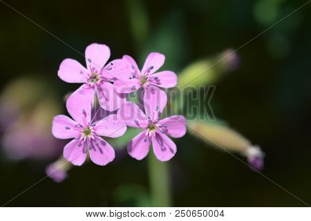 Rock Soapwort Pink Flowers - Latin Name - Saponaria Ocymoides