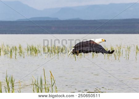 Eagle Grabs Fish From The Surface Of The Lake Baringo. Kenya, Africa