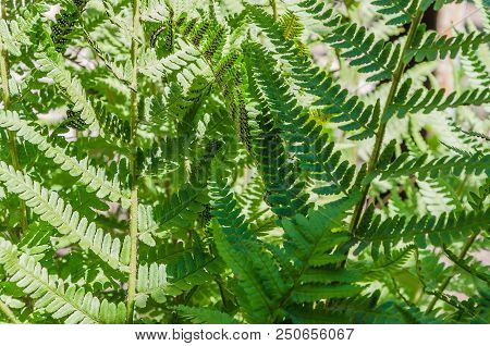 Beautiful Fern Leaves In Different Shooting Positions