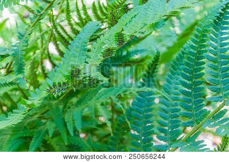 Beautiful Fern Leaves In Different Shooting Positions