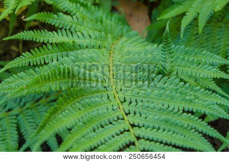Beautiful Fern Leaves In Different Shooting Positions