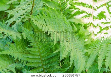 Beautiful Fern Leaves In Different Shooting Positions