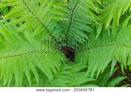 Beautiful Fern Leaves In Different Shooting Positions