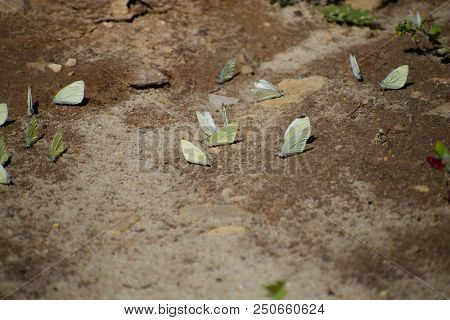 Many Cabbage White Butterfly On Sand. Pieris Canidia.