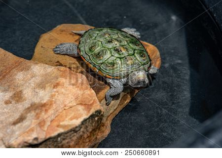 View Of A Terrapin Turtle On A Rock