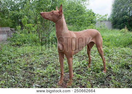 Pharaoh Hound Is Standing On A Green Meadow. Pet Animals.