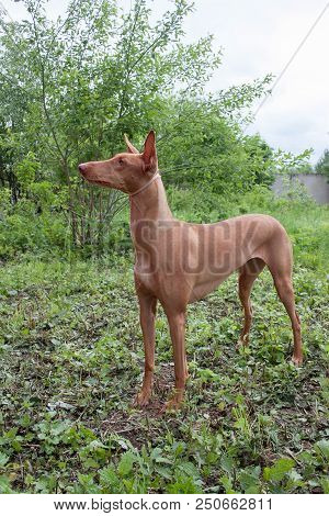Cute Pharaoh Hound Is Standing On A Green Meadow. Pet Animals.