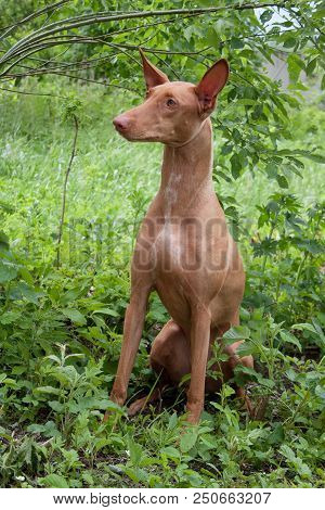 Cute Pharaoh Hound Is Sitting On A Green Meadow. Kelb Tal-fenek Or Rabbit Dog. Pet Animals.