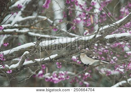 On An Unusually Cold Spring Day, A Mockingbird Perches On A Branch Of A Redbud Tree. The Snow Covere